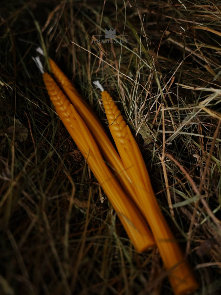 НАБОР «РОЖЬ ПОСЕВНАЯ»