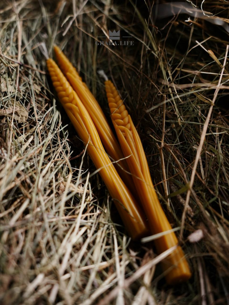 НАБОР «РОЖЬ ПОСЕВНАЯ»