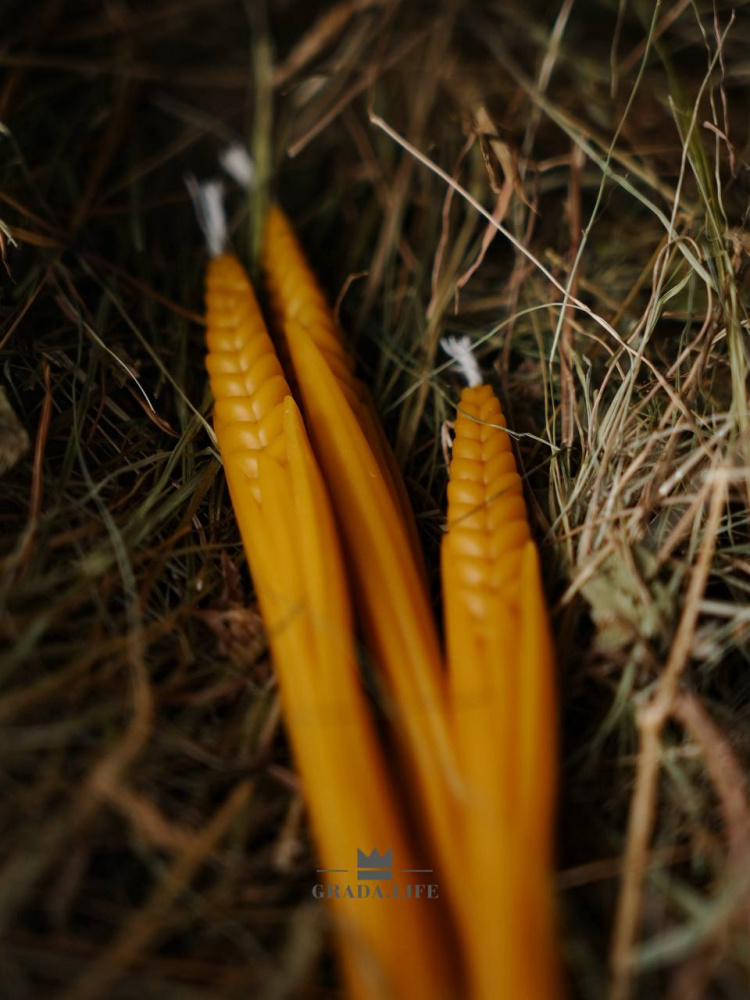 НАБОР «РОЖЬ ПОСЕВНАЯ»