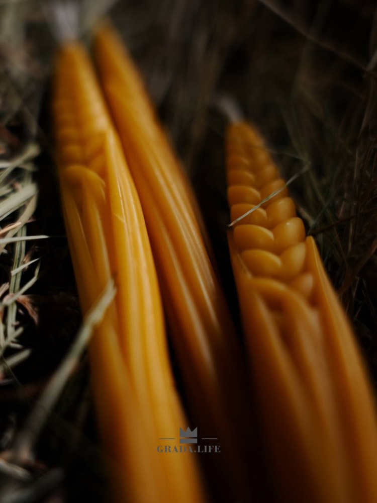 НАБОР «РОЖЬ ПОСЕВНАЯ»