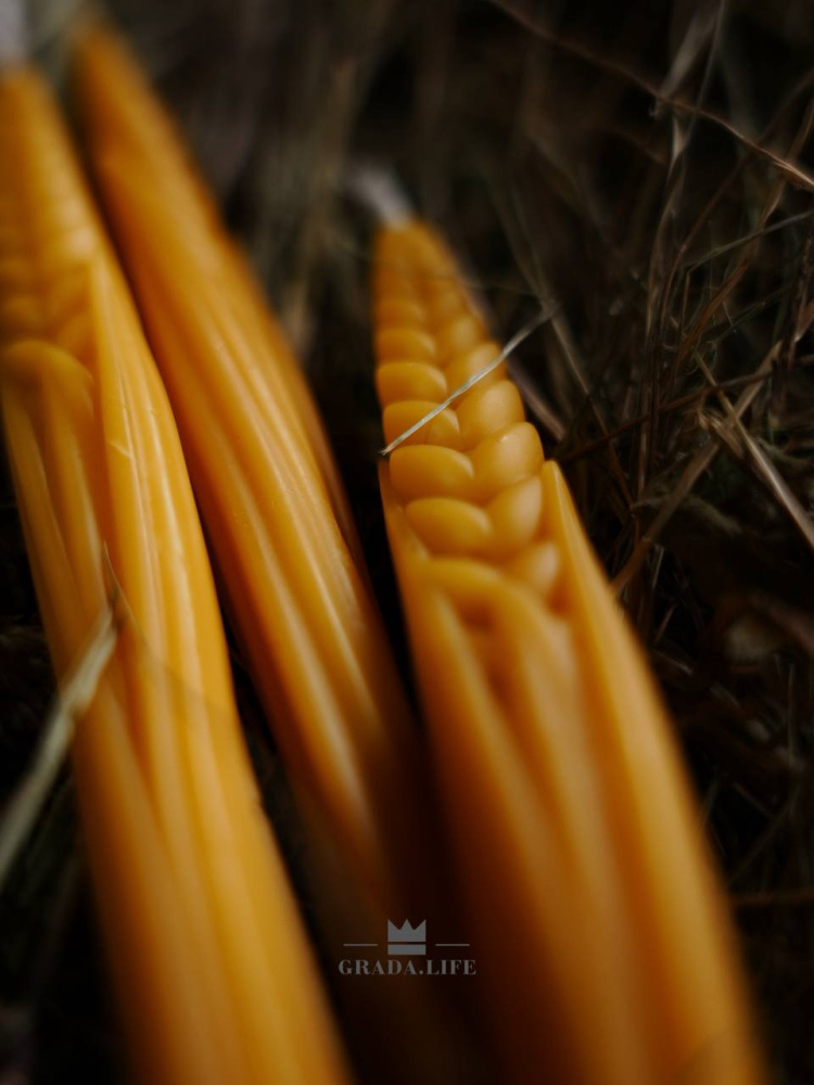 НАБОР «РОЖЬ ПОСЕВНАЯ»